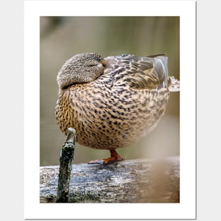 Power Nap Duck Photograph Posters and Art